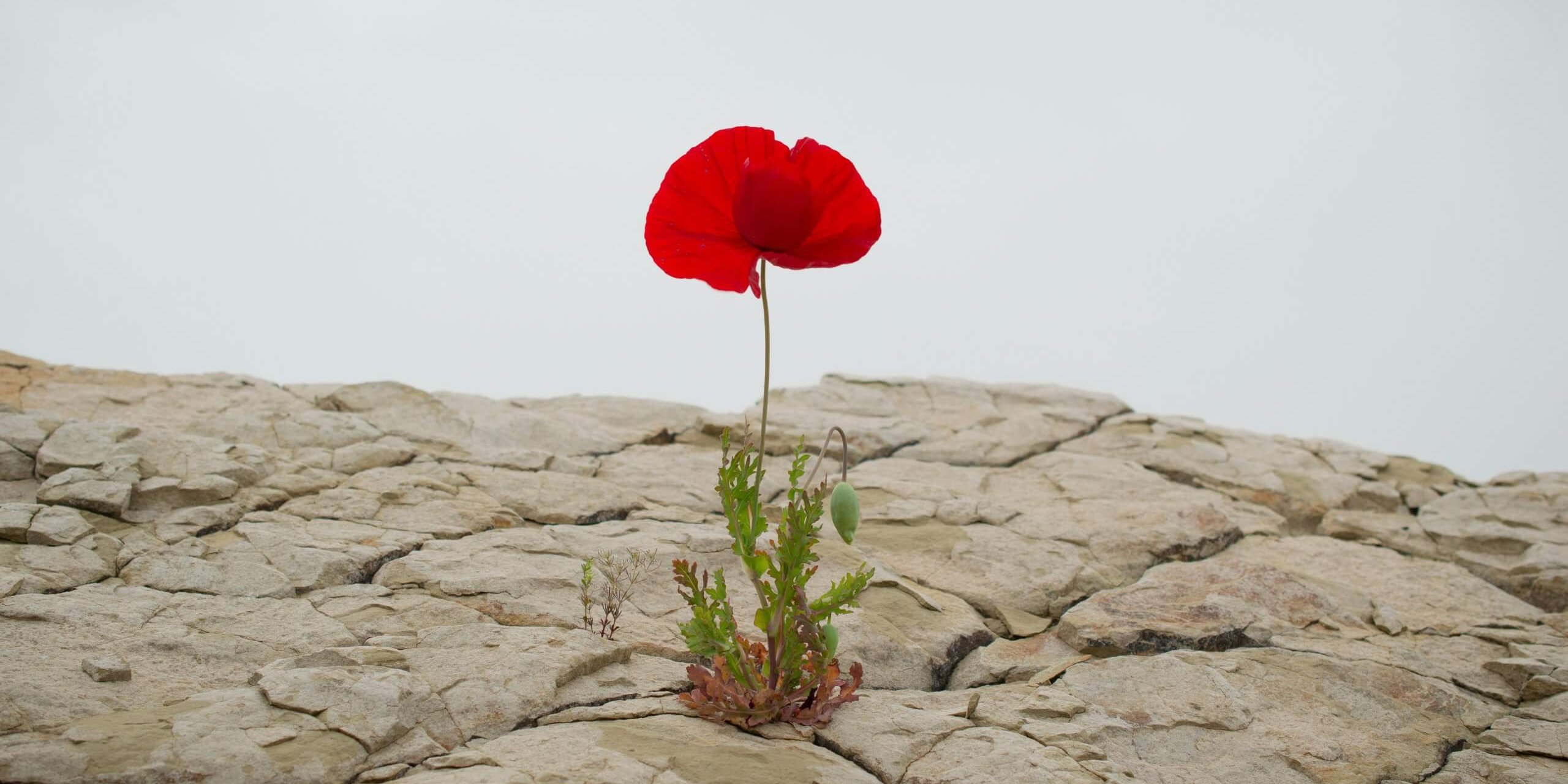 levi-meir-clancy-4yno5FaziOQ-unsplash