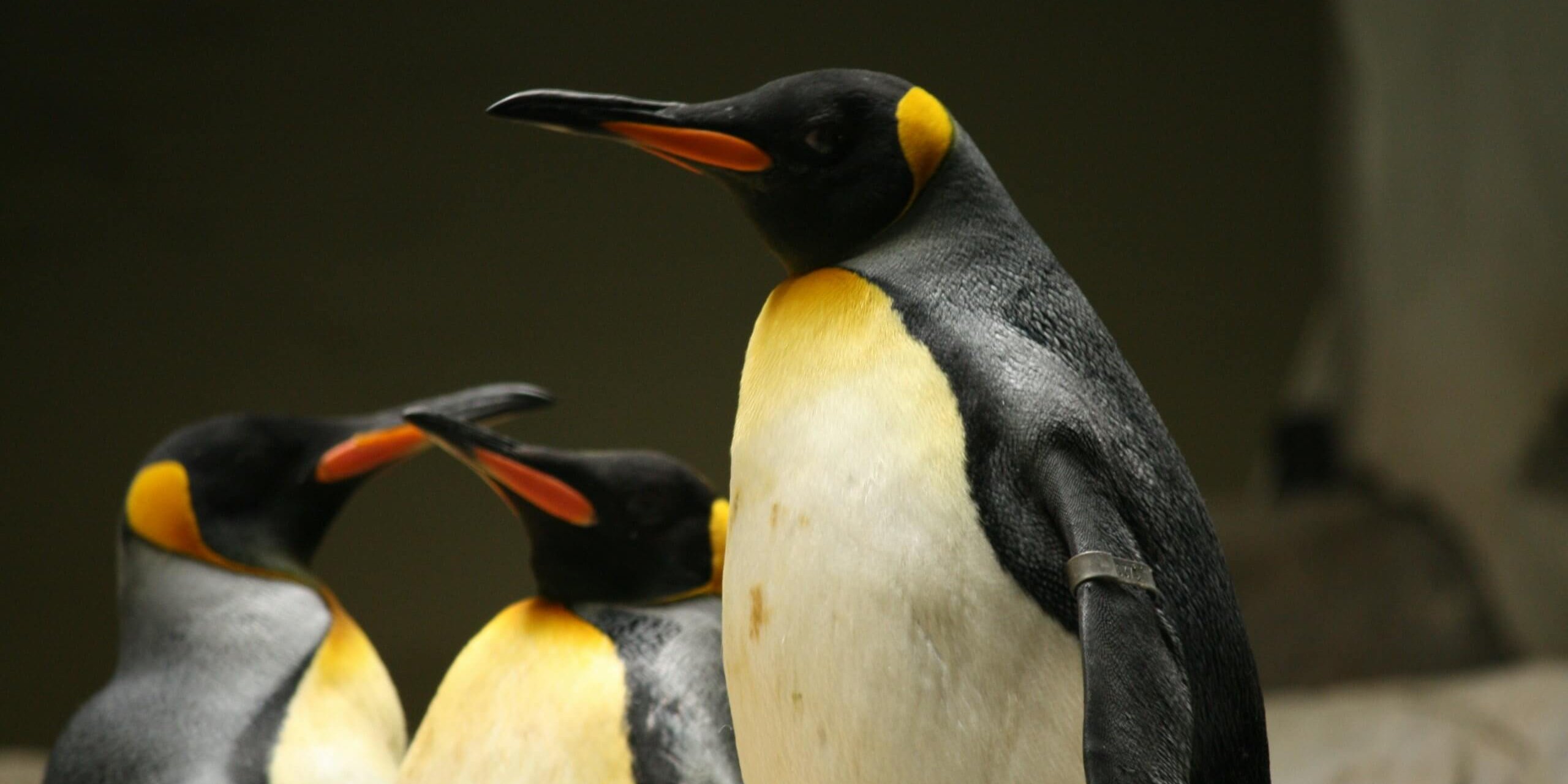 conny-schneider-fyraZafS0TI-unsplash