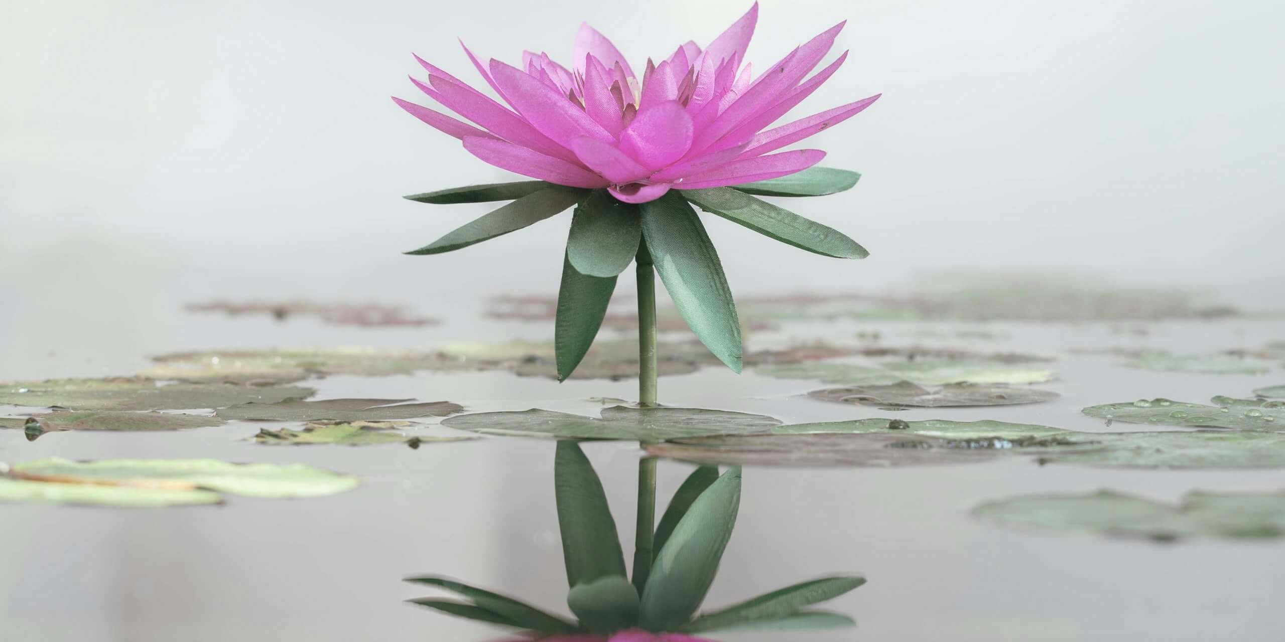 connor-gan-c32zRgmern8-unsplash